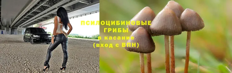 omg сайт  Касли  Галлюциногенные грибы Psilocybine cubensis  закладка 